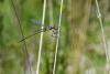 Lestes dryas